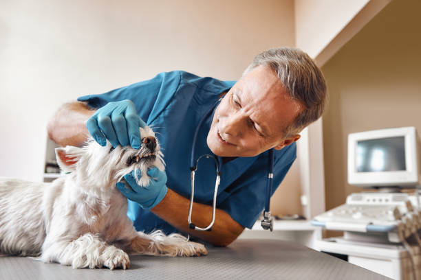 Best Pediatric Emergency Dentist in Broad Brook, CT